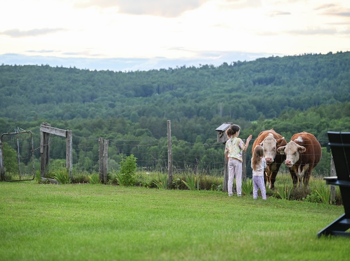 meet the cows